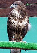 Belle the Common Buzzard