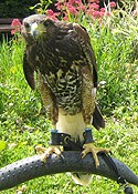 Bonnie the Harris Hawk