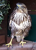 Brian the Common Buzzard