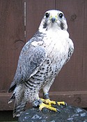 Clyde the Snowy Owl