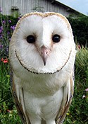 Cybil the Barn Owl