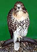 Elvis the Red-Tailed Hawk