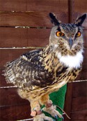George the European Eagle Owl