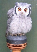 Jasper the White-Faced Scops Owl