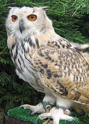Jaye the Siberian Turkmenian Eagle Owl
