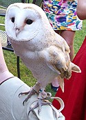 Ollie the Barn Owl