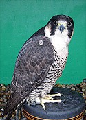 Rocket the Peregrine Barbary Falcon
