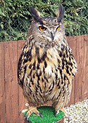 Rocky the European Eagle Owl