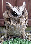 Smudge the Indian Scops Owl