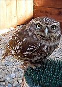 Spud the Little Owl