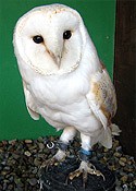 Ted the Barn Owl