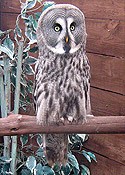 Willow the Great Grey Owl
