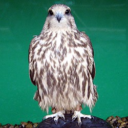 Amber the Saker Falcon