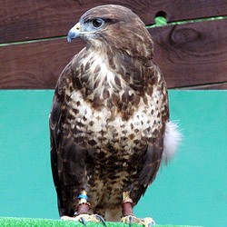 Belle the Common Buzzard