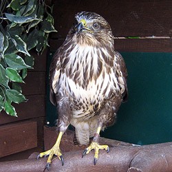 Brian the Common Buzzard