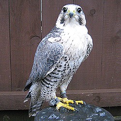 Clyde the Snowy Owl