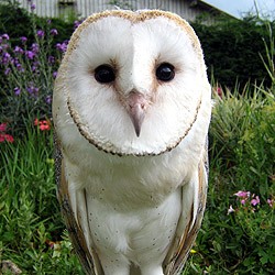 Cybil the Barn Owl