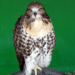 Elvis the Red-Tailed Hawk