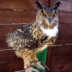 George the European Eagle Owl
