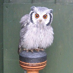 Jasper the White-Faced Scops Owl
