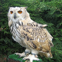 Jaye the Siberian Turkmenian Eagle Owl