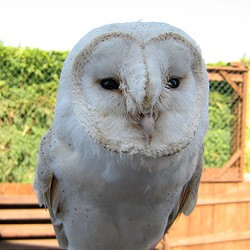 Ollie the Barn Owl