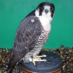 Rocket the Peregrine Barbary Falcon