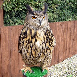 Rocky the European Eagle Owl