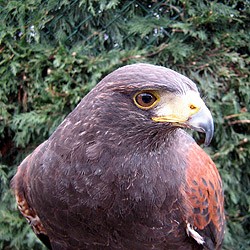 Rolf the Harris Hawk