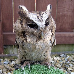 Smudge the Indian Scops Owl