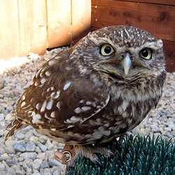 Spud the Little Owl