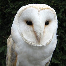 Ted the Barn Owl