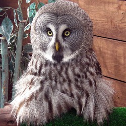 Willow the Great Grey Owl